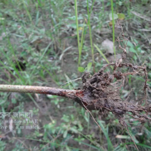 পাটের গোড়া পঁচা রোগ