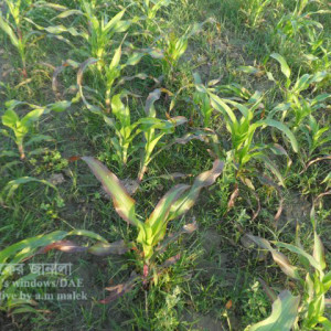 ফসফরাস সারের ঘাটতি