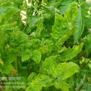 টমেটোর বুশি স্টান্ট রোগ