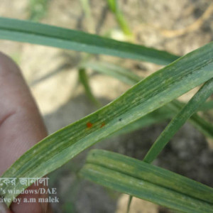 রসুনের লাল মরিচা রোগ