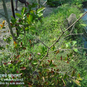 করমচার আগা মরা রোগ