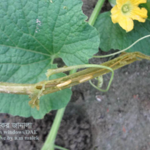 বাঙ্গির গাছের মাছি পোকা