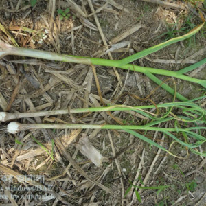 রসুনের এরিওফাইট মাকড়