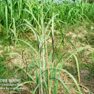 আখের কালো শীষ রোগ