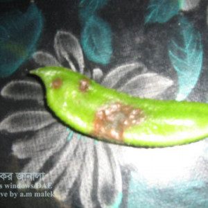 শিমের এনথ্রাকনোজ রোগ