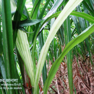 আখের সাদা পাতা রোগ